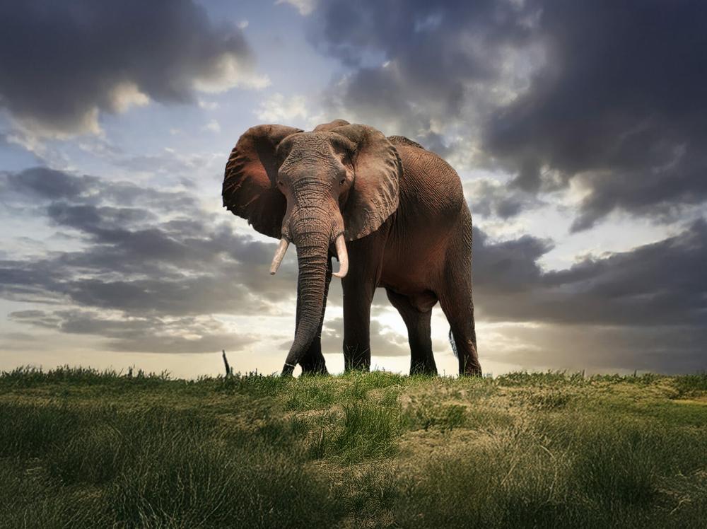 Planet der Tiere